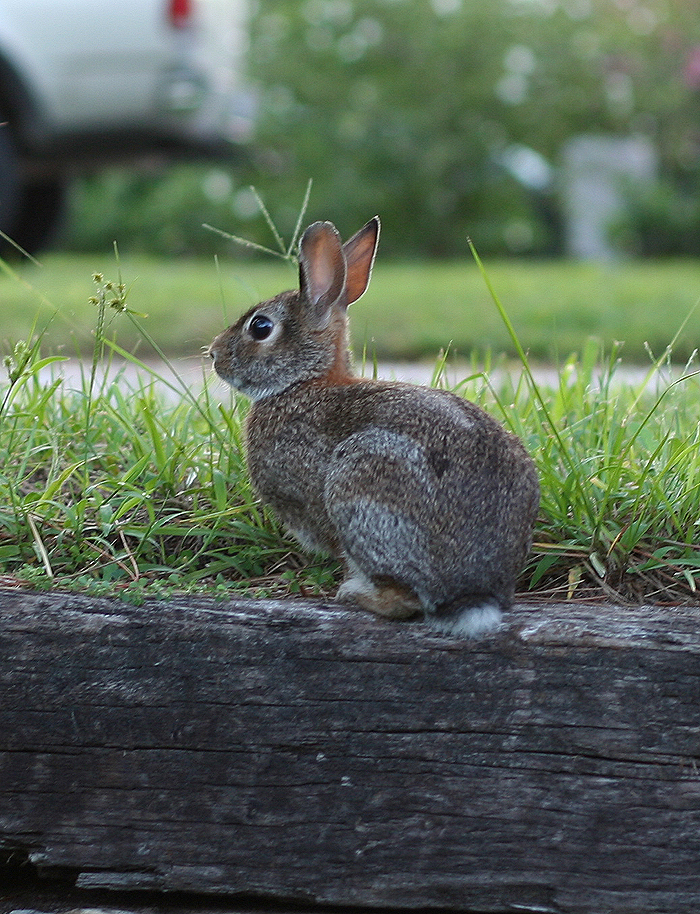 Bunny Stock