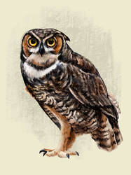 Great Horned Owl