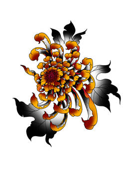 chrysanthemum Colour