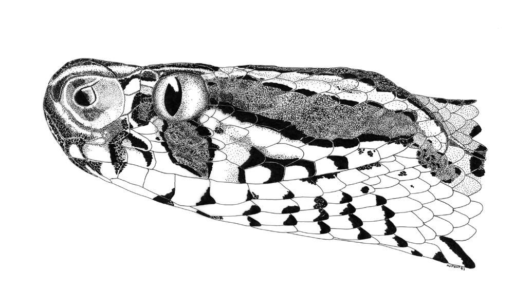 Daboia russelli siamensis by ZoraTheRed on DeviantArt