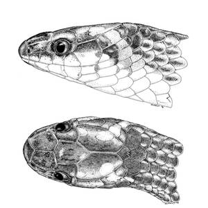 Colubrid spec Borneo