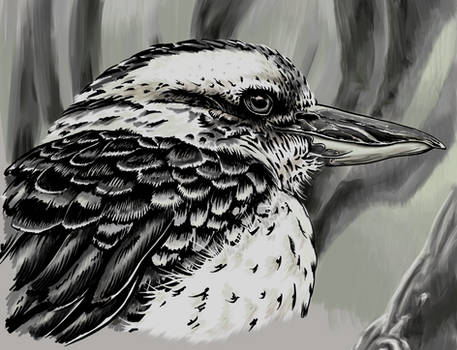 kookaburrah