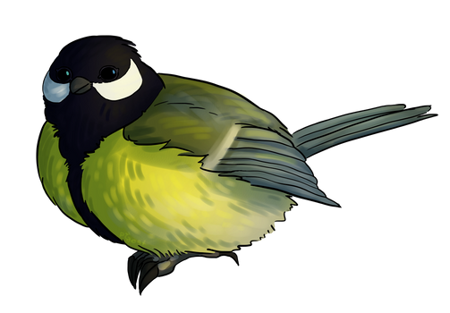 Great Tit