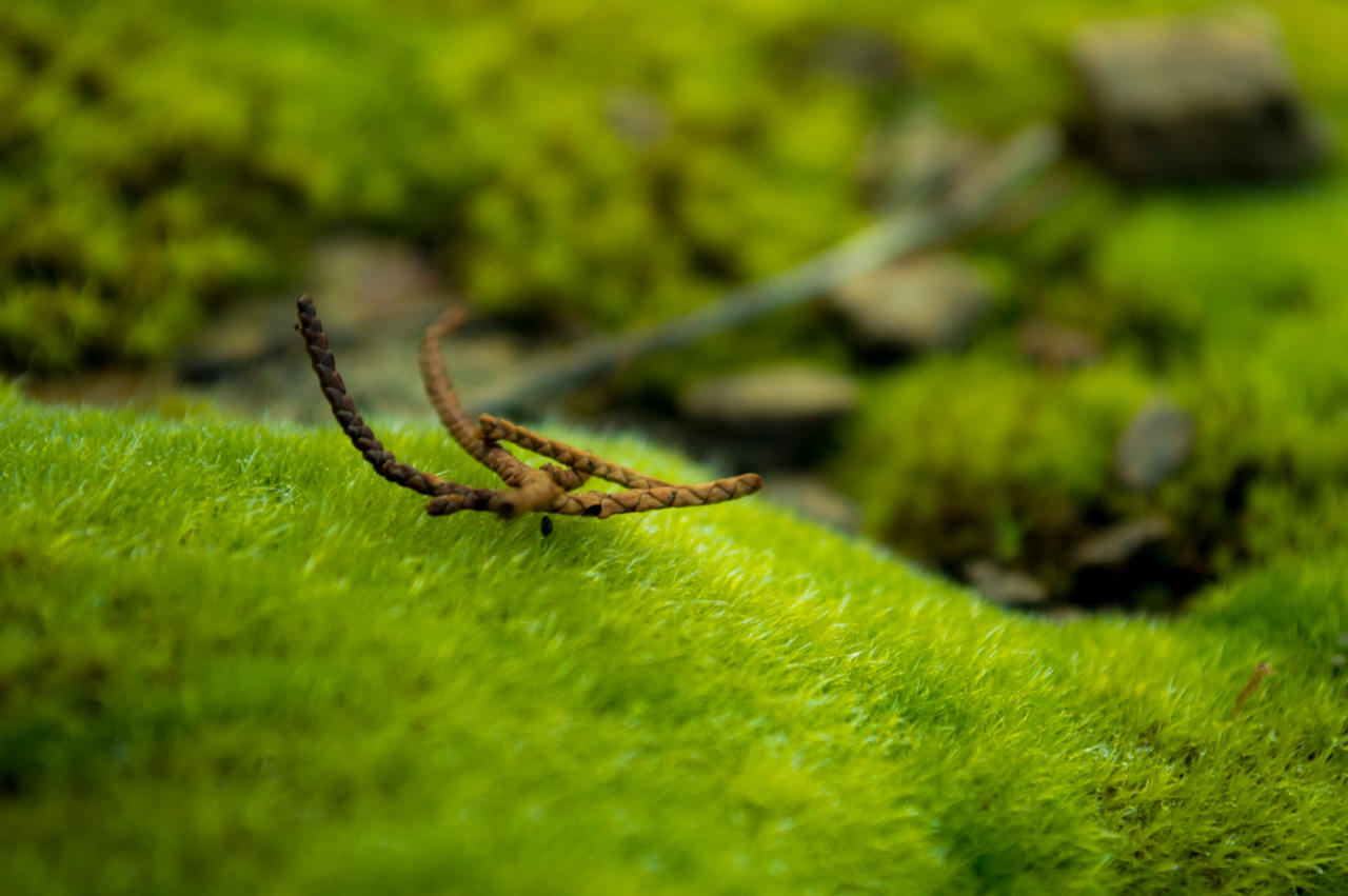 Small campfire  on moss