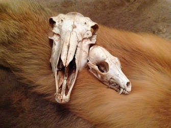 Merino Ewe and Aust Red Fox skulls