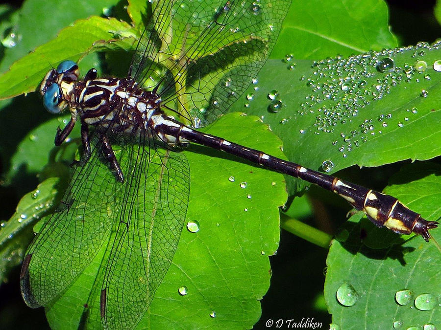 Dragonfly