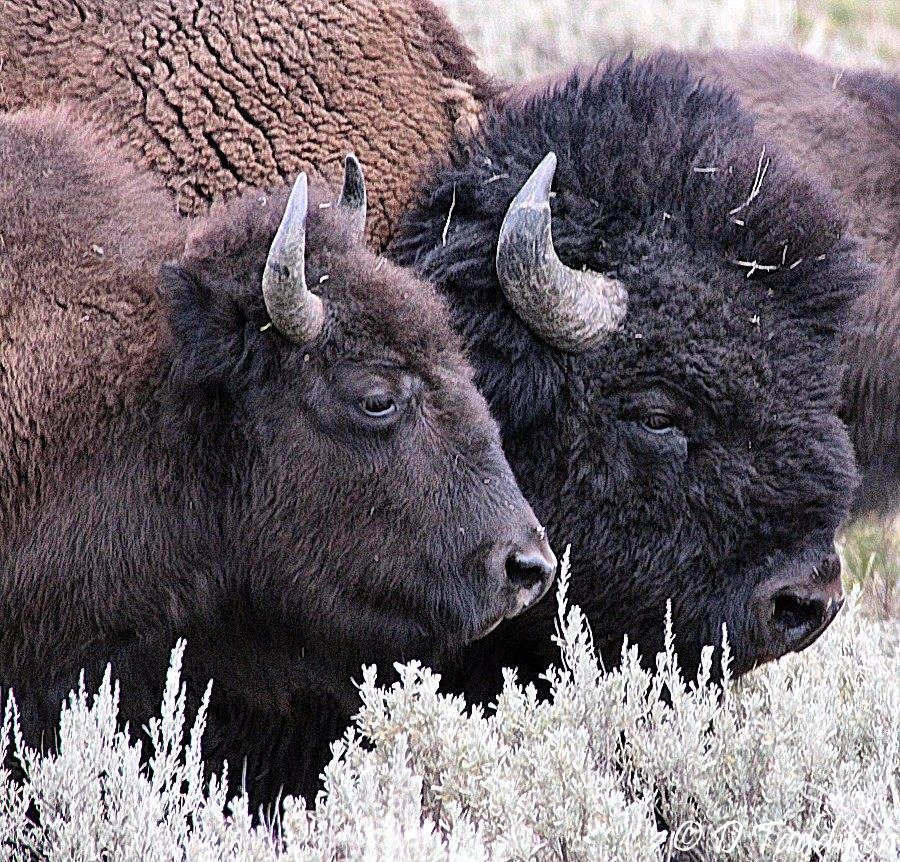 Buffalo Heads