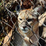 Caged Lion