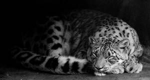 Sleeping Leopard by MacroMagnificent Sleeping Leopard by MacroMagnificent