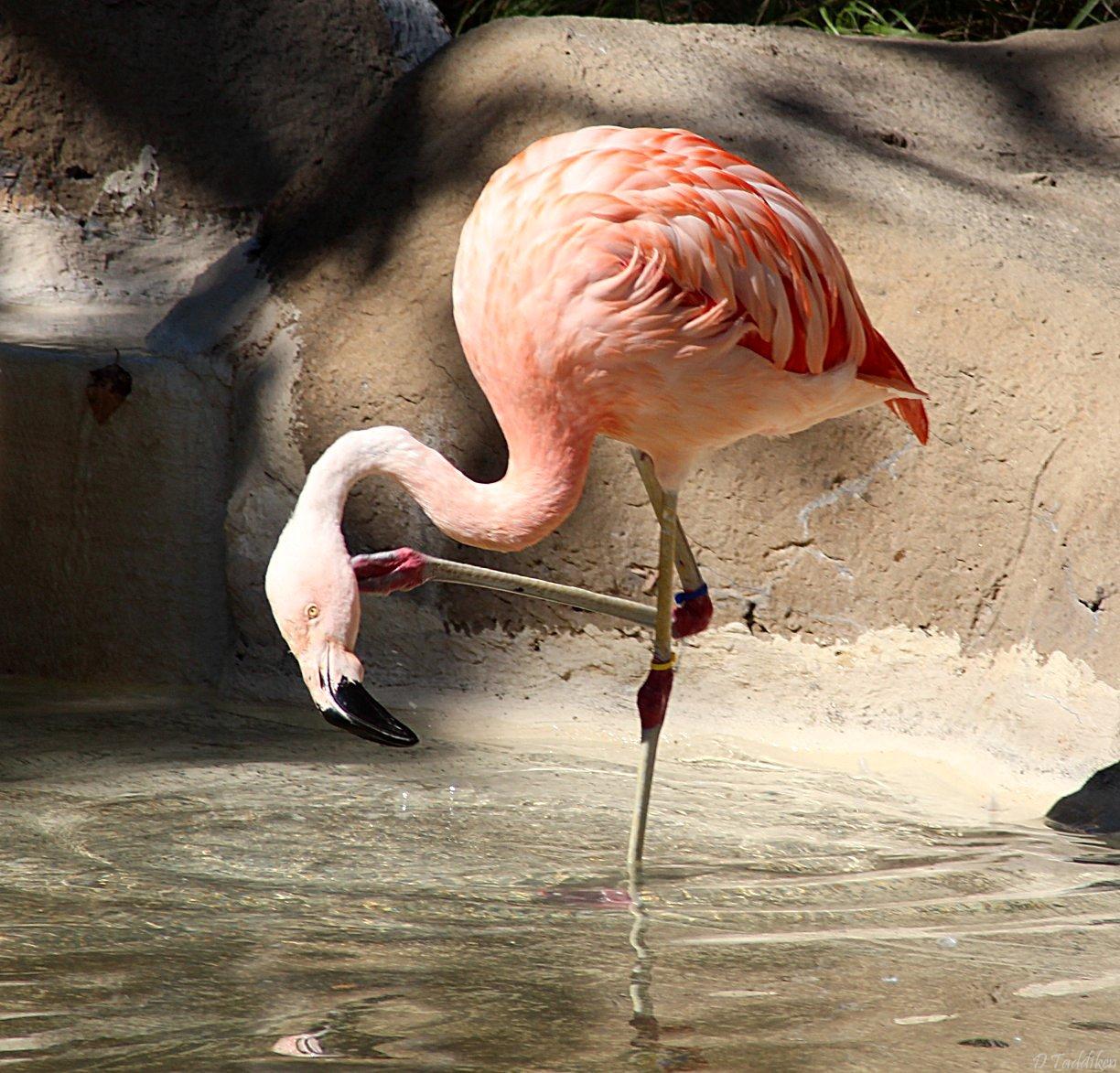 Flamingo