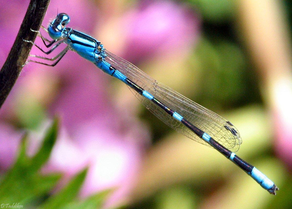 Blue Dragonfly