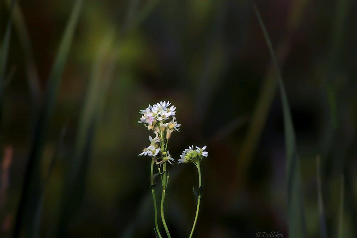 In the Grass