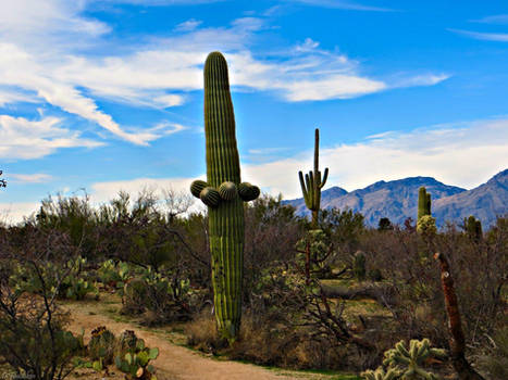 Tucson Winter