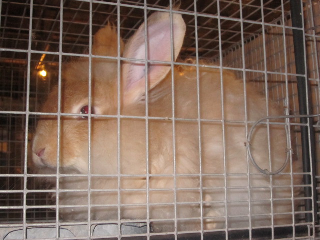 French Angora Rabbit