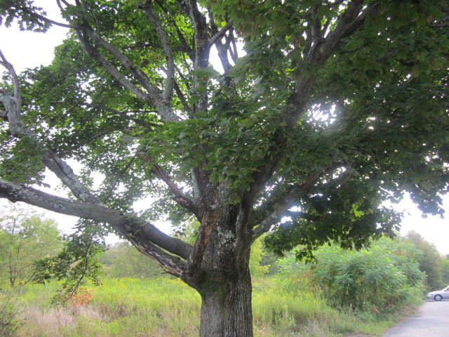 Centralia Tree