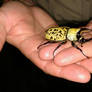 Eastern Hercules Beetle