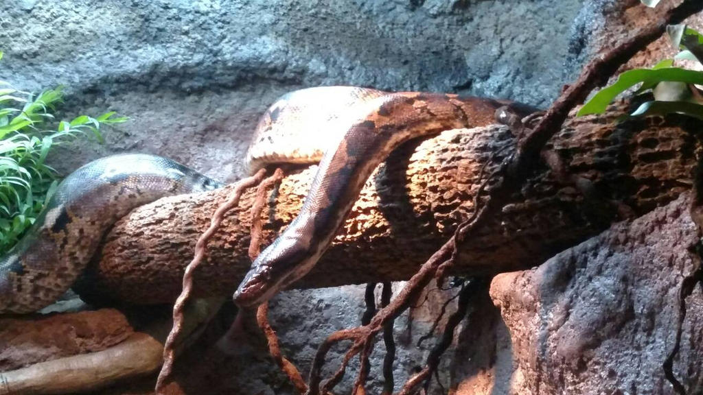 Reticulated Python by kdawg7736 on DeviantArt