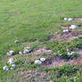 Field Of Mushrooms