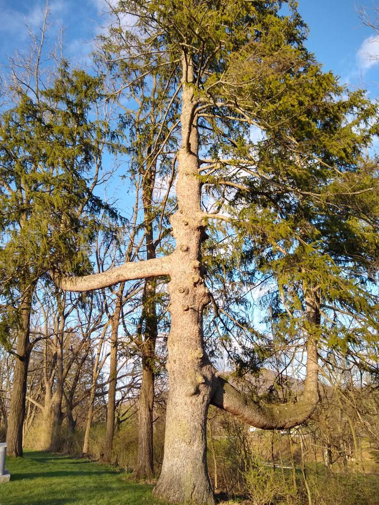 Clothes Hanger Tree by kdawg7736 on DeviantArt