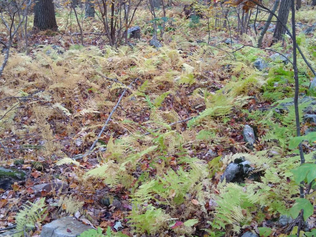 Fall Ferns by kdawg7736 on DeviantArt