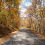 Looking Up Fowler's Hollow Road