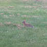 Bunny In A Field