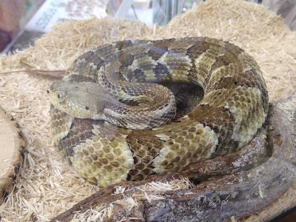 Timber Rattlesnake by kdawg7736 on DeviantArt