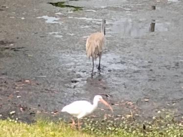 Sandhill And Ibis