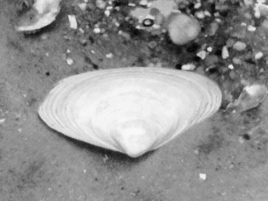 Big Shell - Black And White Version by kdawg7736 on DeviantArt