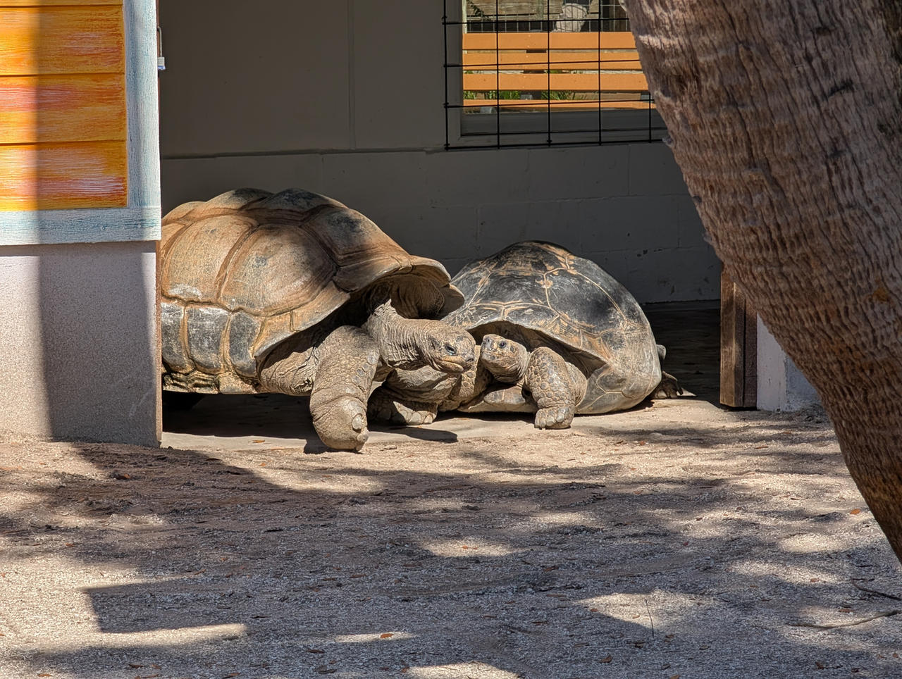 Tortoises