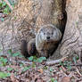 Great Groundhog