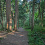 Shady Trail