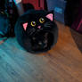 Cat Within A Cat