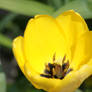 Inside of a Tulip