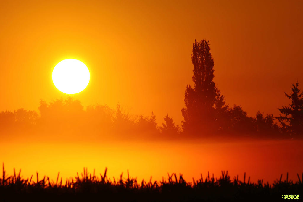 Misty Morning