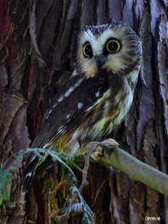 Saw-Whet Owl