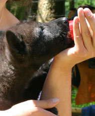 orphan wolf pup