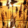 Sunset In The Reeds