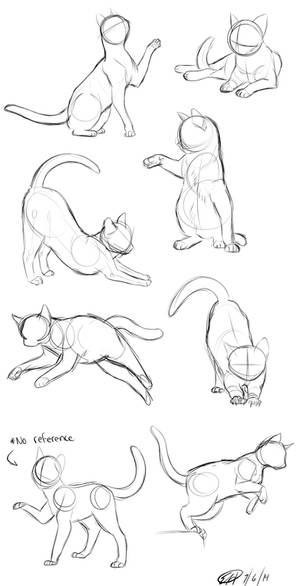 Cat Practice 