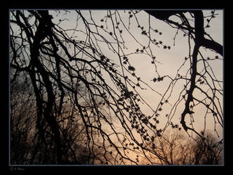 Sunset Branches