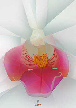 Orchid - Graphic Art Print