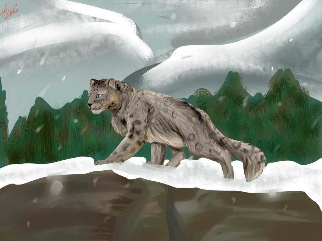 Snow leopard by Fotonodactil on DeviantArt
