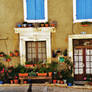 fleurs et fenetres