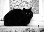 le diablotin noir by libellule64wazka