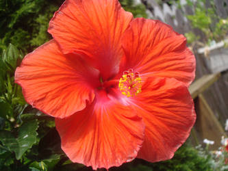 The Big Red Hibiscus