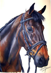 warmblood drawing