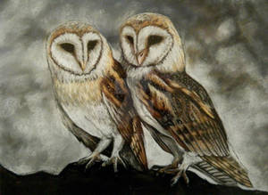 Pastel Barn Owls Drawing