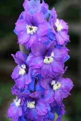 Delphinium 3