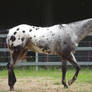 Horse_Stock0070