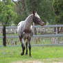 Horse_Stock0080